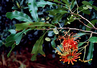 APII jpeg image of Stenocarpus sinuatus  © contact APII