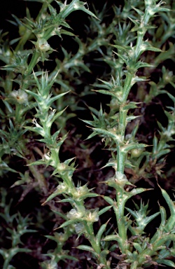 APII jpeg image of Salsola australis  © contact APII