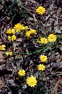 APII jpeg image of Schoenia filifolia  © contact APII