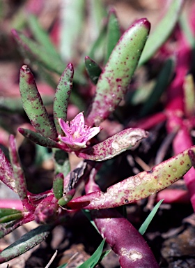 APII jpeg image of Sesuvium portulacastrum  © contact APII