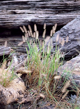 APII jpeg image of Setaria apiculata  © contact APII