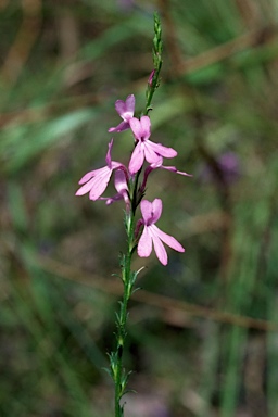 APII jpeg image of Striga curviflora  © contact APII