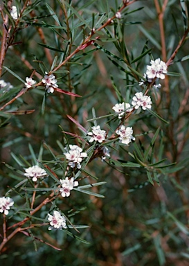 APII jpeg image of Taxandria linearifolia  © contact APII