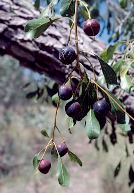 APII jpeg image of Terminalia arostrata  © contact APII