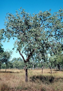 APII jpeg image of Terminalia fitzgeraldii  © contact APII