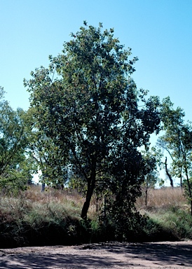 APII jpeg image of Terminalia platyphylla  © contact APII