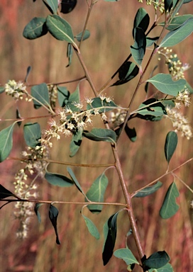 APII jpeg image of Terminalia pterocarya  © contact APII