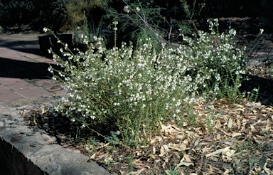 APII jpeg image of Tetratheca ciliata  © contact APII