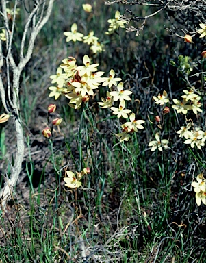 APII jpeg image of Thelymitra antennifera  © contact APII