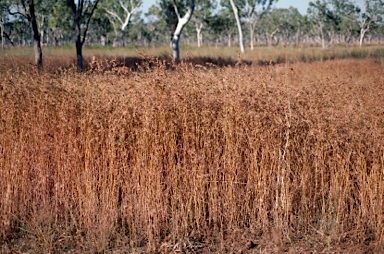 APII jpeg image of Themeda quadrivalvis  © contact APII