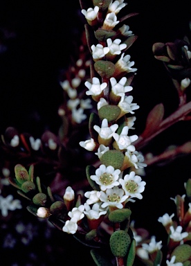 APII jpeg image of Thryptomene micrantha  © contact APII