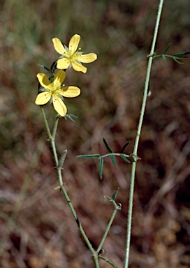 APII jpeg image of Tribulopis angustifolia  © contact APII