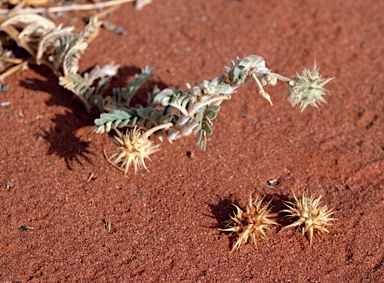 APII jpeg image of Tribulus hystrix  © contact APII