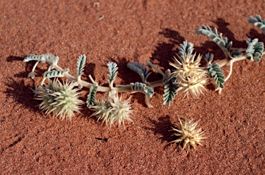 APII jpeg image of Tribulus hystrix  © contact APII