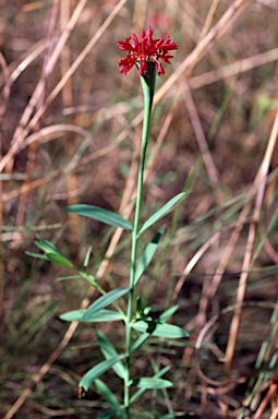 APII jpeg image of Pimelea punicea  © contact APII