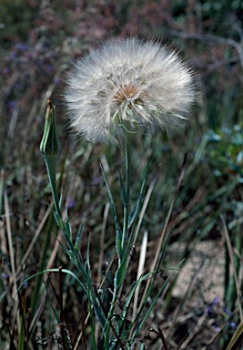 APII jpeg image of Tragopogon porrifolius  © contact APII