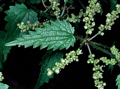 APII jpeg image of Urtica incisa  © contact APII