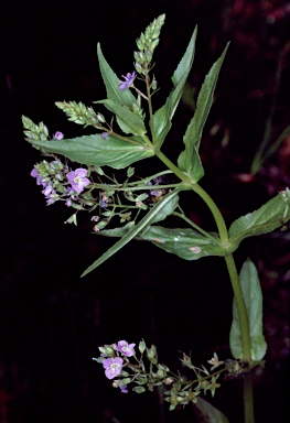 APII jpeg image of Veronica anagallis-aquatica  © contact APII