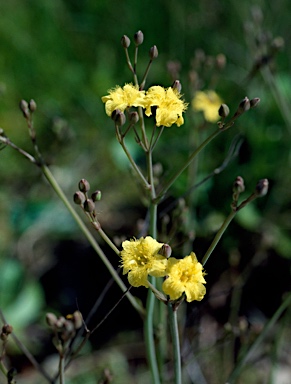 APII jpeg image of Ornduffia calthifolia  © contact APII