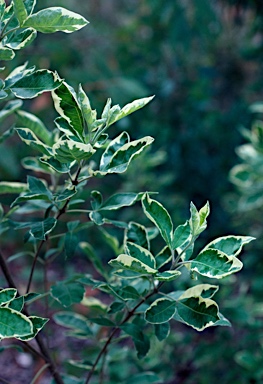 APII jpeg image of Vitex rotundifolia  © contact APII