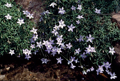 APII jpeg image of Wahlenbergia glabra  © contact APII