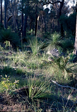 APII jpeg image of Xanthorrhoea gracilis  © contact APII