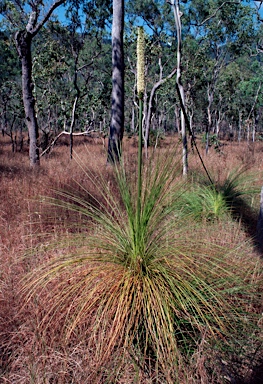 APII jpeg image of Xanthorrhoea johnsonii  © contact APII