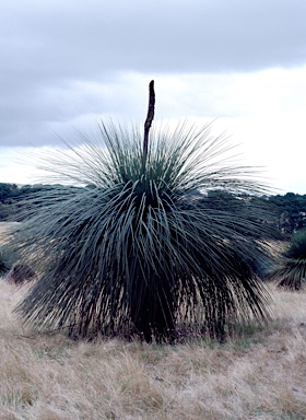 APII jpeg image of Xanthorrhoea semiplana subsp. tateana  © contact APII