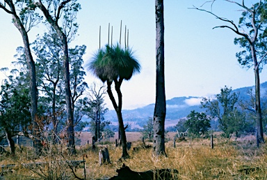 APII jpeg image of Xanthorrhoea johnsonii  © contact APII