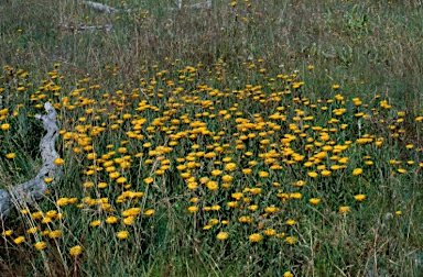 APII jpeg image of Xerochrysum subundulatum  © contact APII