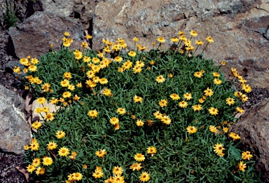 APII jpeg image of Xerochrysum bracteatum 'Diamond Head'  © contact APII