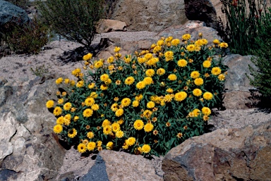 APII jpeg image of Xerochrysum bracteatum 'Princess of Wales'  © contact APII