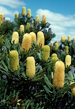 APII jpeg image of Banksia attenuata  © contact APII