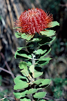 APII jpeg image of Banksia coccinea  © contact APII