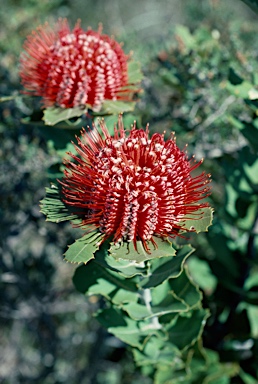 APII jpeg image of Banksia coccinea  © contact APII