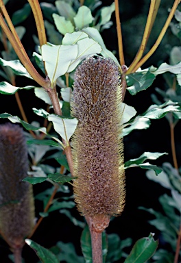 APII jpeg image of Banksia conferta  © contact APII