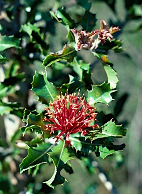 APII jpeg image of Banksia ilicifolia  © contact APII