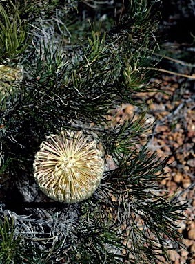 APII jpeg image of Banksia lanata  © contact APII