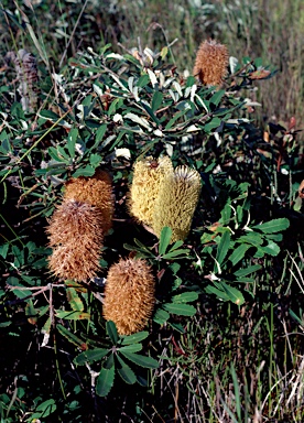 APII jpeg image of Banksia oblongifolia  © contact APII