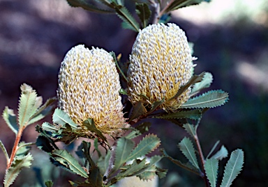 APII jpeg image of Banksia ornata  © contact APII