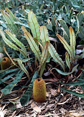 APII jpeg image of Banksia petiolaris  © contact APII