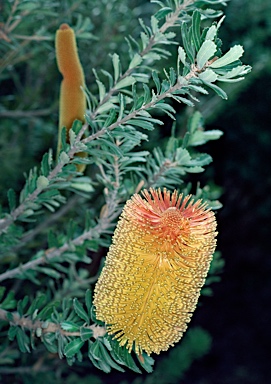 APII jpeg image of Banksia praemorsa  © contact APII