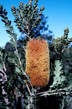 APII jpeg image of Banksia praemorsa  © contact APII