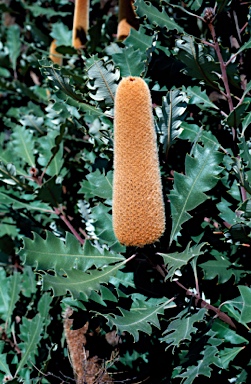 APII jpeg image of Banksia solandri  © contact APII