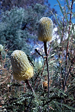 APII jpeg image of Banksia speciosa  © contact APII