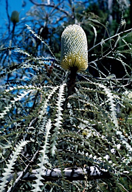 APII jpeg image of Banksia speciosa  © contact APII