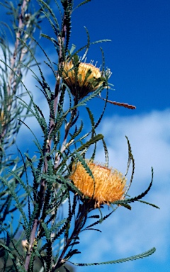 APII jpeg image of Banksia formosa  © contact APII