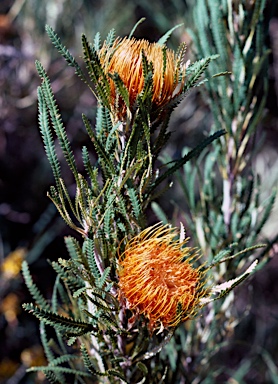 APII jpeg image of Banksia formosa  © contact APII