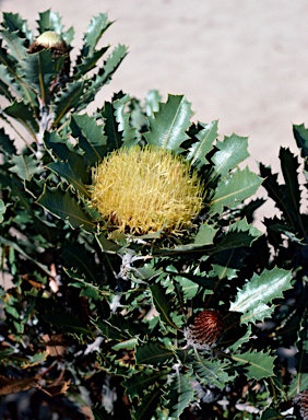 APII jpeg image of Banksia heliantha  © contact APII