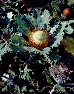 APII jpeg image of Banksia heliantha  © contact APII